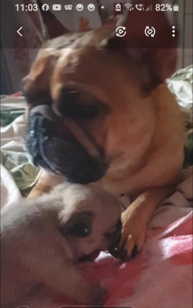 Tendresse du vallon des furby's