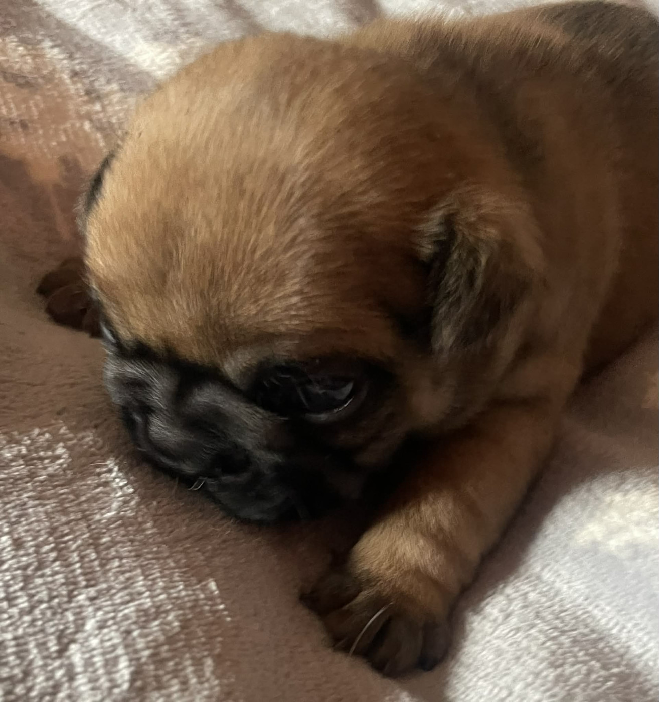 Chiot Bouledogue français du vallon des furby's