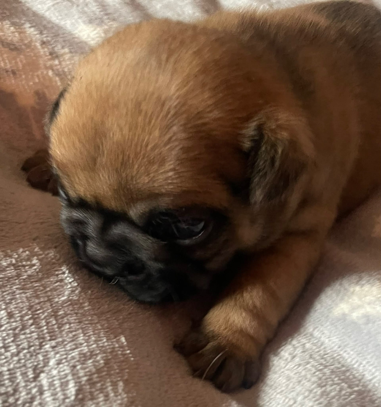 du vallon des furby's - Chiots disponibles - Bouledogue français