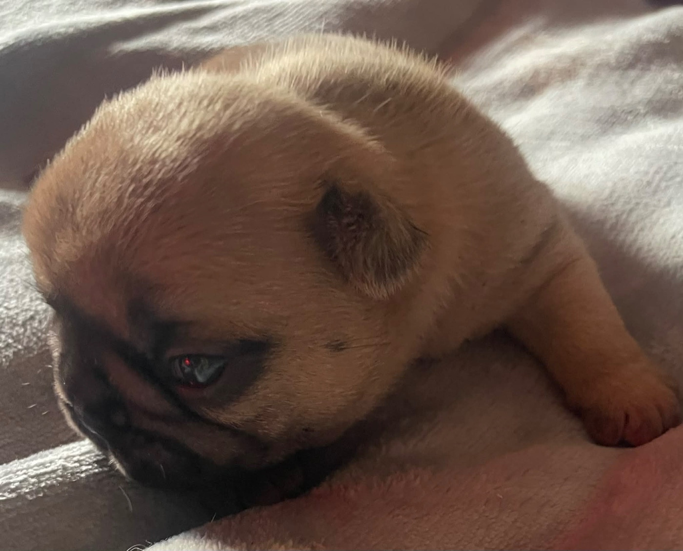 du vallon des furby's - Chiots disponibles - Bouledogue français