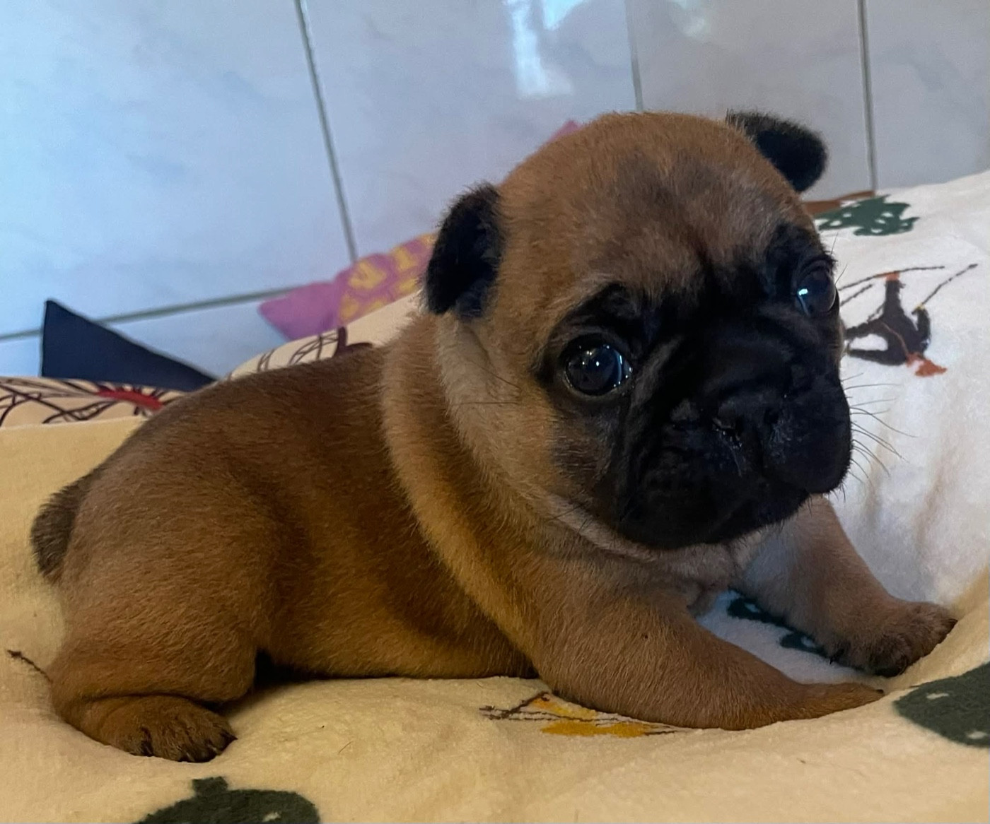 du vallon des furby's - Chiots disponibles - Bouledogue français