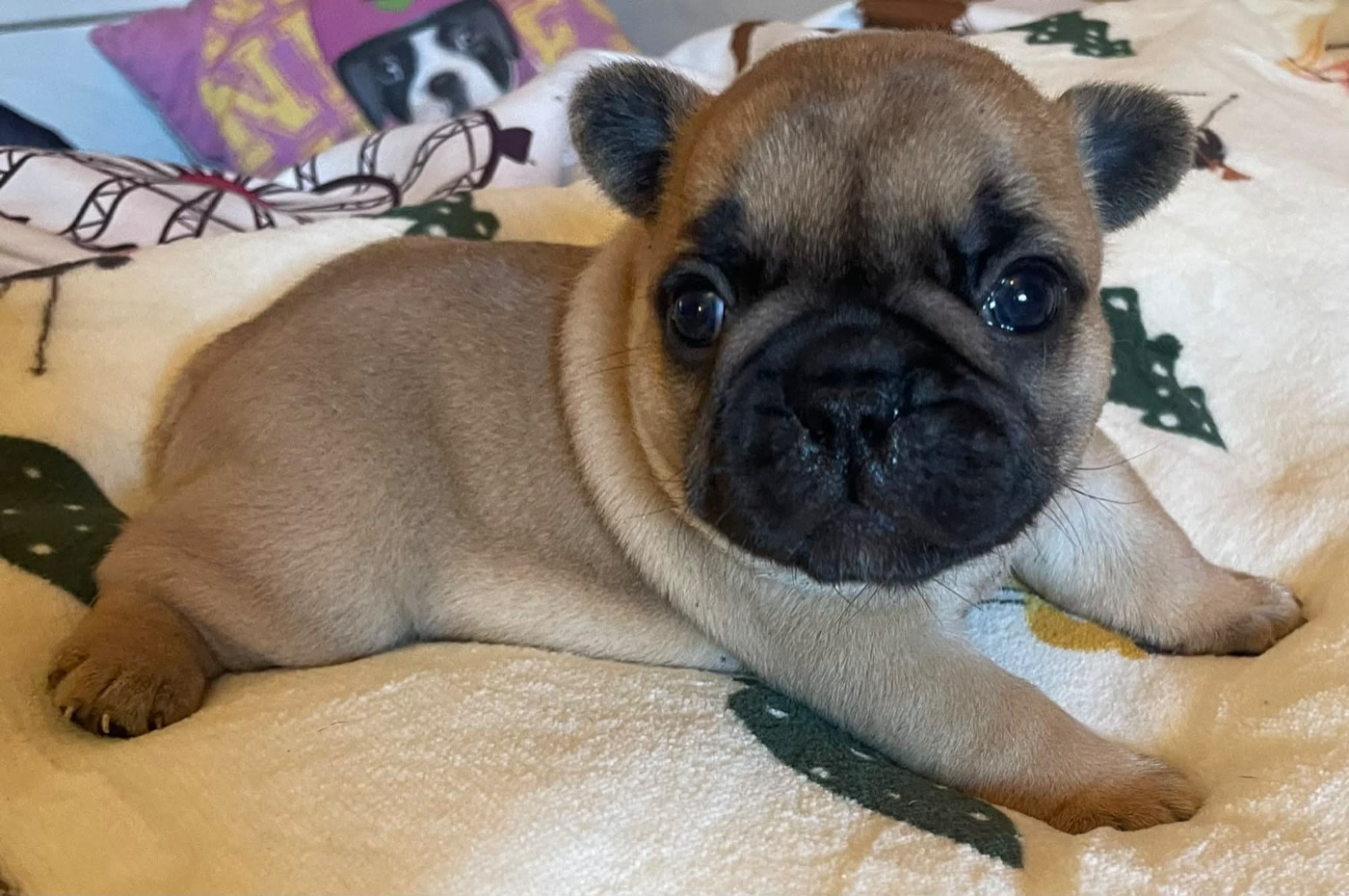 du vallon des furby's - Chiots disponibles - Bouledogue français