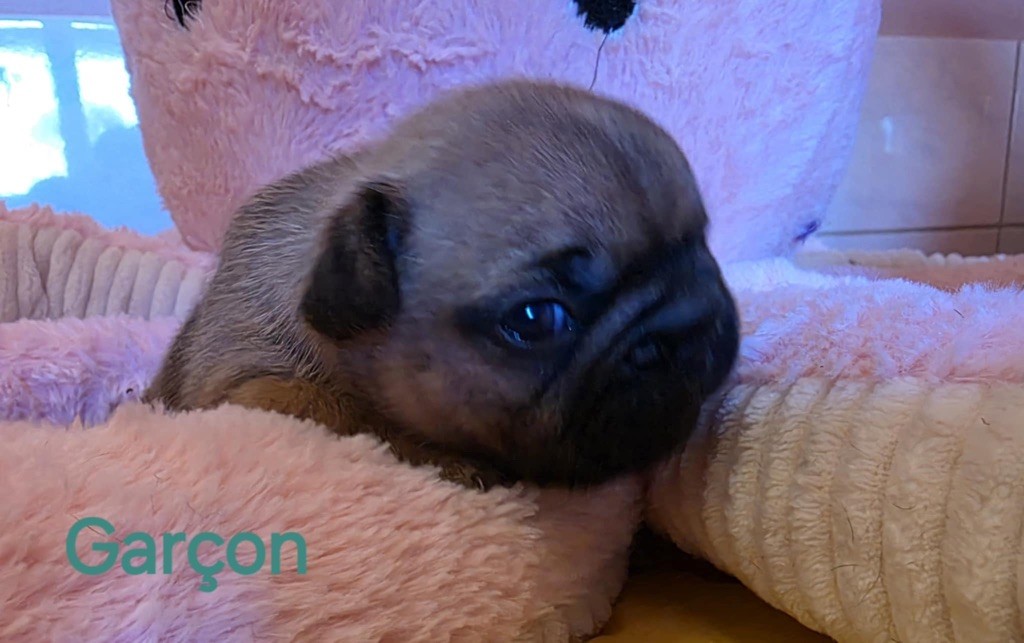 du vallon des furby's - Chiots disponibles - Bouledogue français