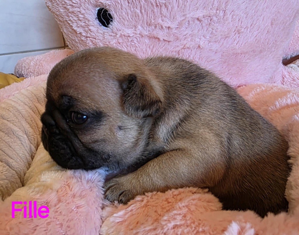 du vallon des furby's - Chiots disponibles - Bouledogue français