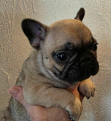 CHIOT 6