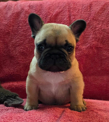 CHIOT 3