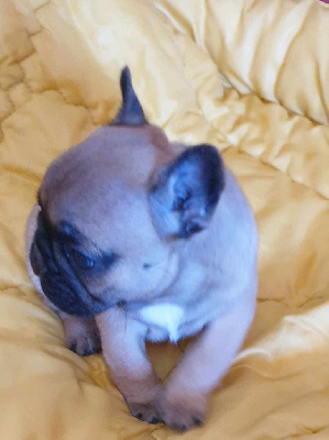 CHIOT 5