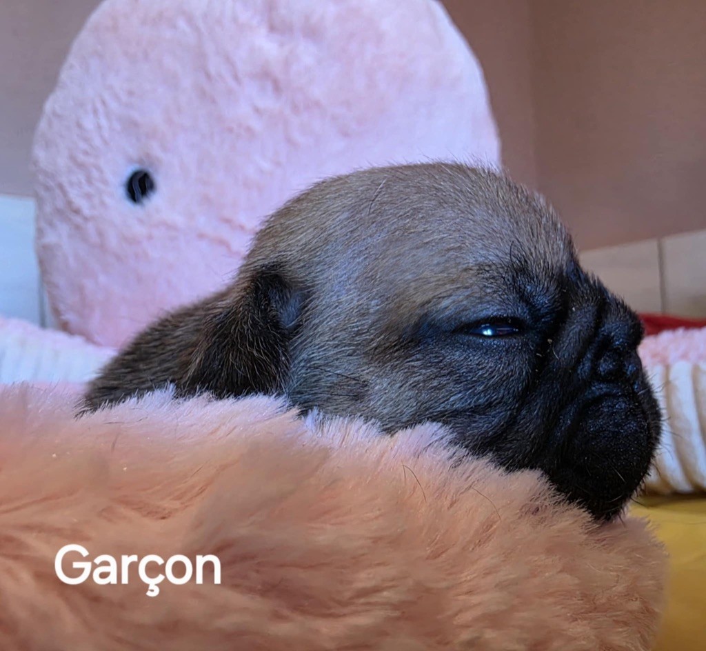 du vallon des furby's - Chiots disponibles - Bouledogue français